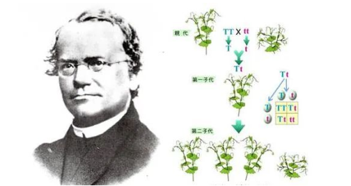 染色體遺傳：親子鑒定就是看血型么？