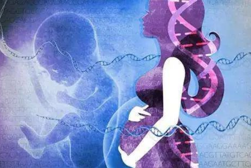為什么孕婦可以通過靜脈血親子鑒定胎兒？