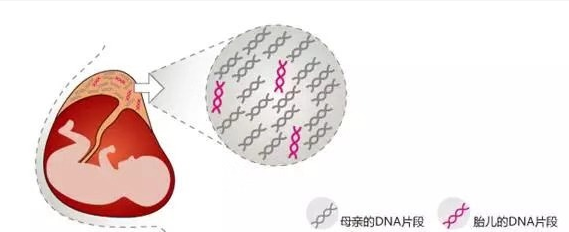 無創(chuàng)胎兒親子鑒定準(zhǔn)確率是多少？關(guān)于無創(chuàng)胎兒親子鑒定檢測技術(shù)