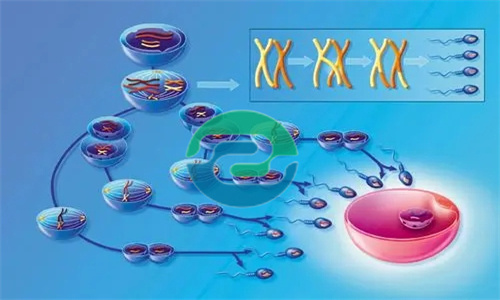 做中山親子鑒定要多少錢？可以用哪些樣本？
