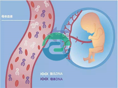 在中山做親子鑒定需要哪些樣本？